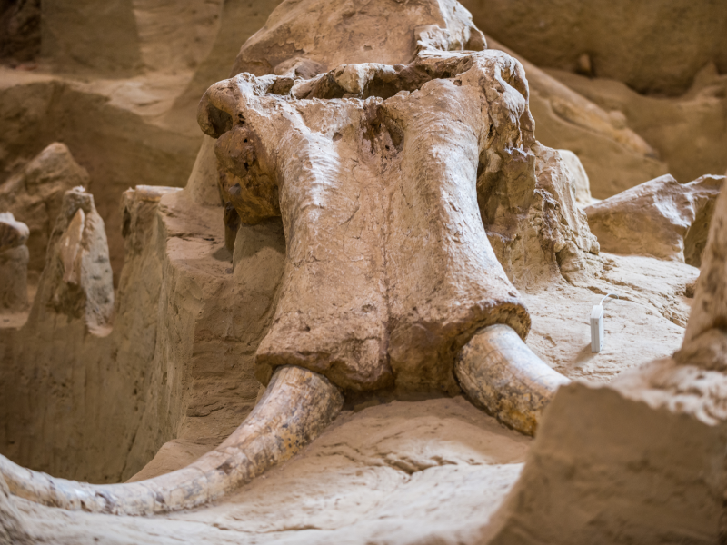 排水工程导致的发现11000年old Mastodon Bones